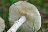 Fehér galóca (Amanita verna), Dél-Pest
